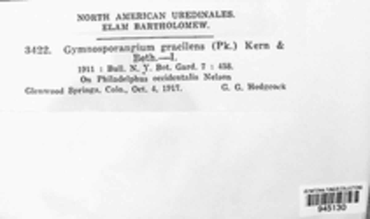 Gymnosporangium gracilens image